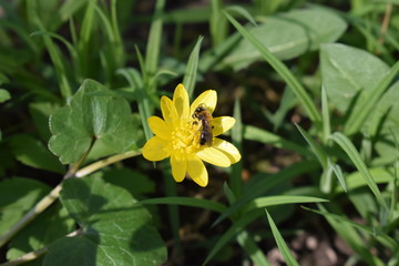 Ziarnopłon wiosenny i pszczoła