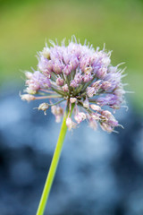 Natur, Pflanzen, Herbst, sommer, natürlich, Flora, Europa