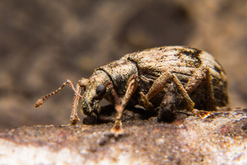 Долгоносик Curculionidae