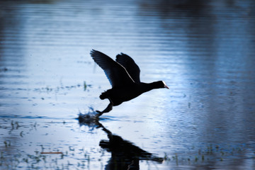 Eurasian coot running on water