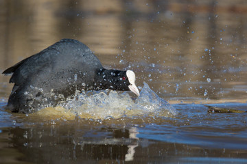 Naklejka premium coot running on water