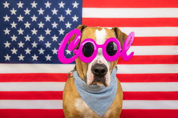 American independence day concept, staffordshire terrier dog, stars and stripes flag in studio....