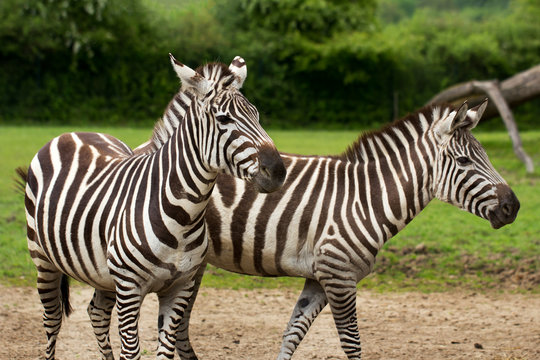 African striped coats zebras