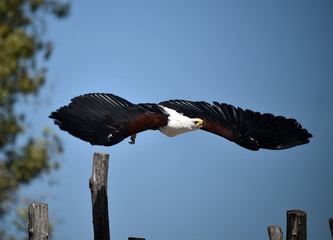 aguila