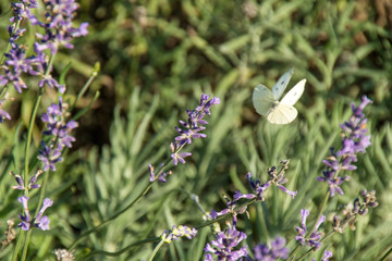 Natur, Pflanzen, Herbst, sommer, natürlich, Flora, Europa
