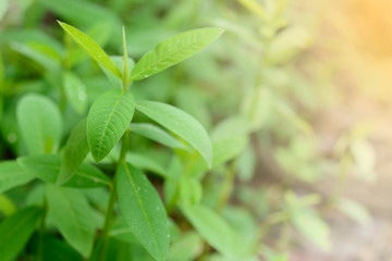 Closeup of young Sunn hemp(Crotalaria juncea,Indian hemp).Selective focus.