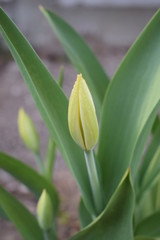 Pąk tuliana wczesną wiosną