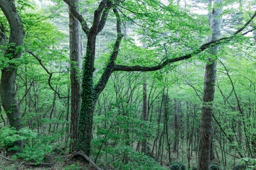 Fototapeta na wymiar Nature of the Crimea. Beautiful tropical forest in the foothills ai-petri, not far from Yalta.