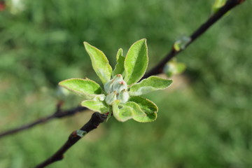 Zielony pąk na jabłoni odmiany Topaz green bud apple phase - obrazy, fototapety, plakaty