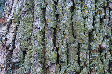 Oak Bark Texture. Tree background. Wood at the park.