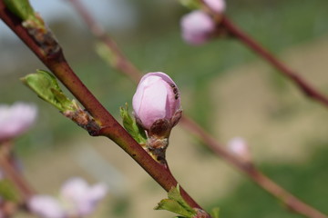 Różowy pąk brzoskwini z mrówką