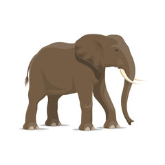 Obraz premium Elephant animal icon of african savanna mammal