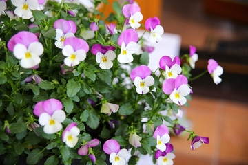Garten Blumen Pflanzen
