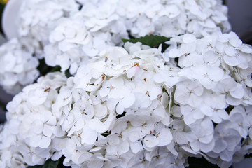 Garten Blumen Pflanzen