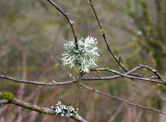 close up of oak moss lichen growing on a twig in woodland