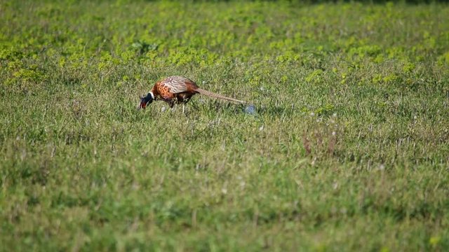 Phasianus colchicus Common pheasant Fagiano comune Обыкновенный фазан Fasani Fazan تدرج مألوف Fasan コウライキジ