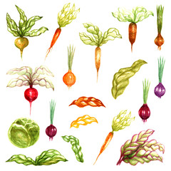 watercolor vegetables onion carrot beetroot turnip cabbage leaves painted objects set isolated on white background