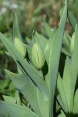 Zielone pąki tulipanów