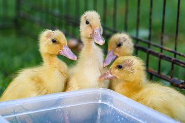 Four yellow ducklings grouped around a plastic water bucket in a wire crate looking on with curiosity, with a green background
