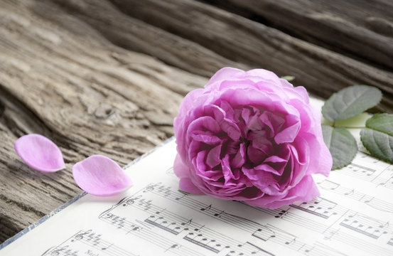 Alte Musiknoten mit erblühter Rose auf Holz Hintergrund (Rosaceae), Liebeskummer, Trauer, Tod 