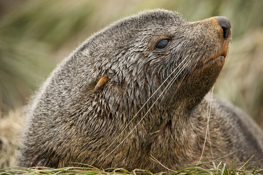 Close up of seal resting on grass
