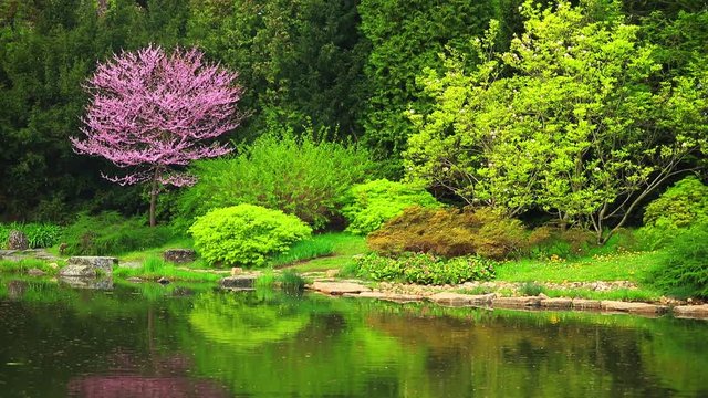 Beautiful japanese garden and pond in spring time.