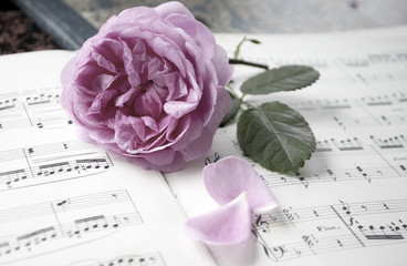 Alte Musiknoten mit erblühter Rose (Rosaceae), Liebeskummer, Trauer, Tod  - 203309403