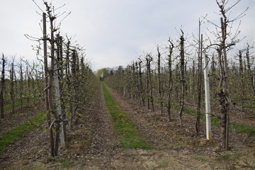 Sad jabłoniowy wczesną wiosną Apple orchard in spring