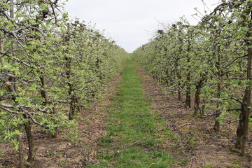 Fototapeta na wymiar Sad jabłoniowy wczesną wiosną