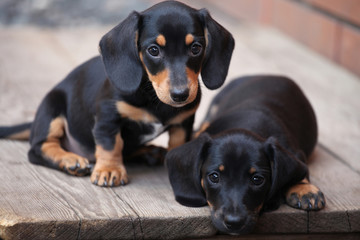 Dachshund Puppy Spring Garden