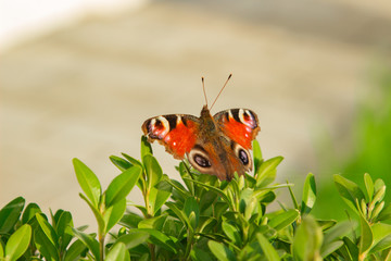 Beautiful butterfly sits on a green bush