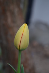 Wiosenny tulipan w pąku