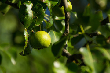 Natur, Sommer, salzburg, Heuberg, friedlich