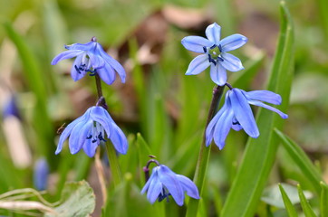 Beautiful blue snowdrops grow in the park in early spring