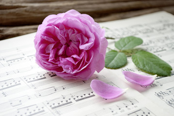 Alte Musiknoten mit erblühter Rose (Rosaceae), Liebe, Muttertag, Romantik - 203311024