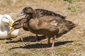 Female mallard visiting with friends. 
