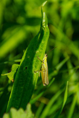 Natur, Sommer, salzburg, Heuberg, friedlich