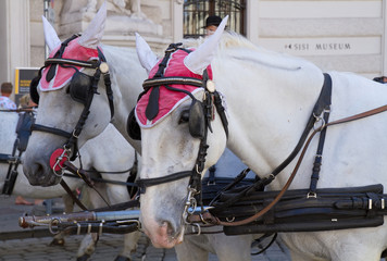 Pferdekutsche vor der Wiener Hofburg