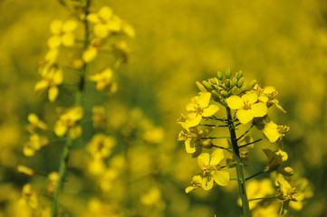 Fototapeta premium Rapsblüten im Feld