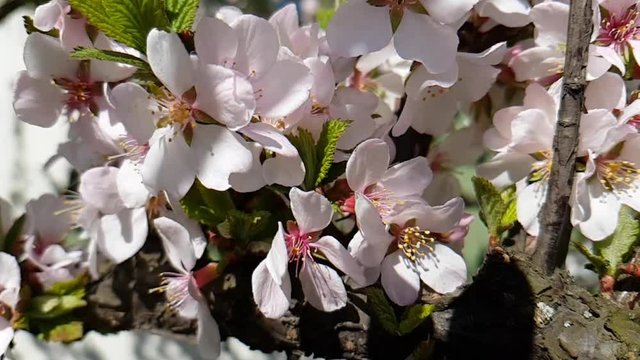 cherry blossom branch background slow motion