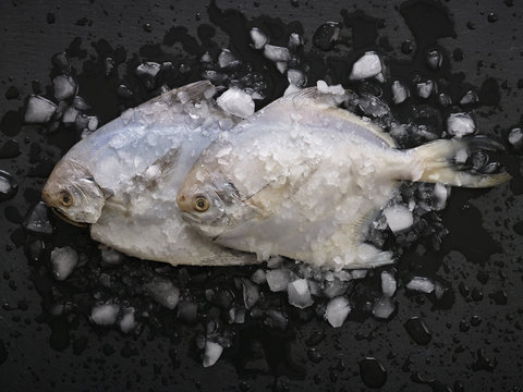 White fish on black background