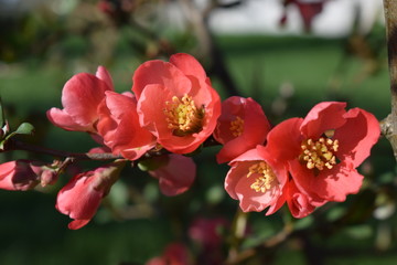 Gałązka pigwowca japońskiego wiosną Chaenomeles japonica © Anna