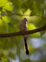 Looking up at a Long Tailed Tit perching upon a branch