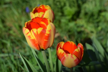 Czerwono-żółte tulipany wiosną