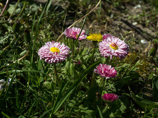Daisy (Bellis perennis) © dadalia