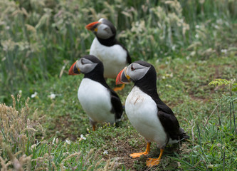 Group of three Puffins on Skomer island