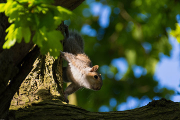 Grey squirrel up an oak tree