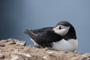 Puffin resting on side of a cliff on Skomer Island