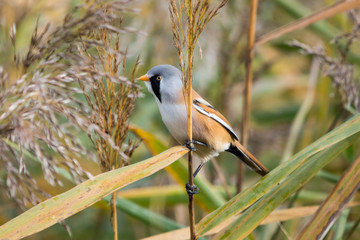 Male Bearded Tit perching on a reed