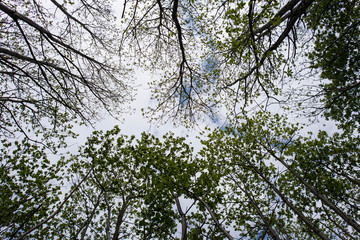 Looking up at the canopy of a forest